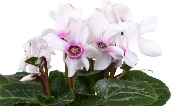 Рослина кімнатна Цикламен міні мікс 10x25 см