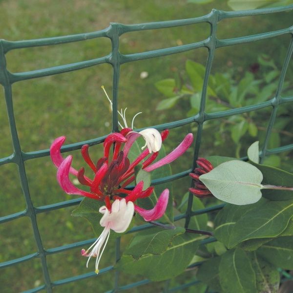 Сетка полимерная TENAX Королла (1х30м)