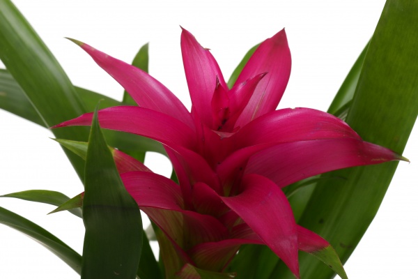 Растение декоративное Гузмания микс 12/40