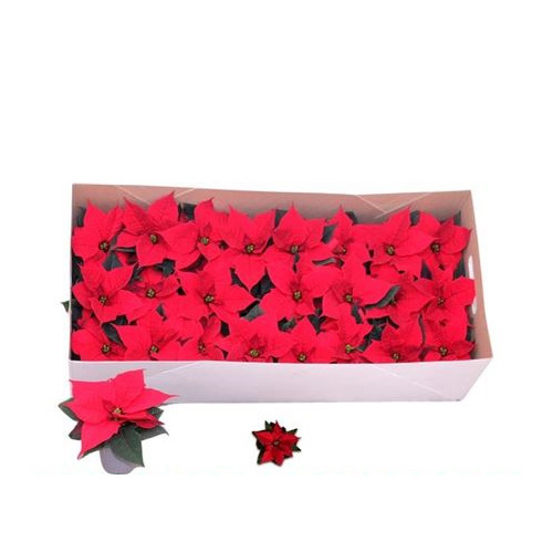 Рослина Пуансетія 06х13 червона