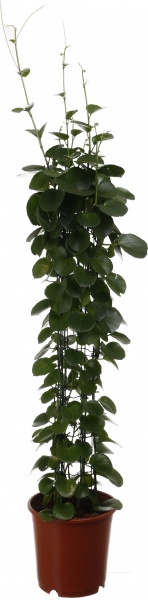 Растение комнатное Циссус зеленый на опоре d24/h120