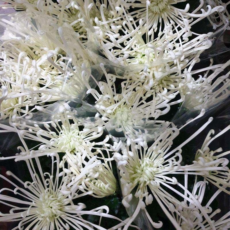 Рослина Хризантема 13x35 великоголова кремова Fire Works (Decorum)