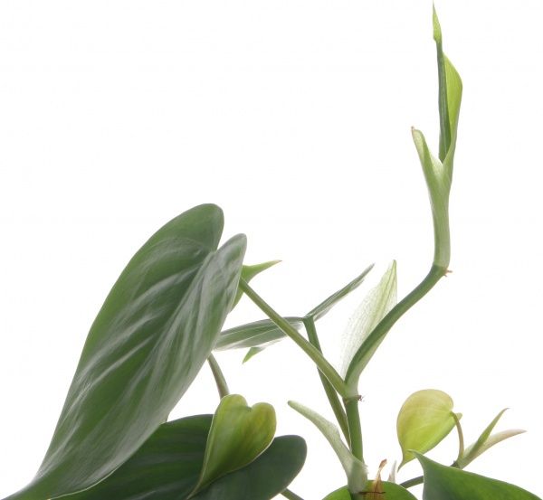 Растение Филодендрон Argyraeus 12/20