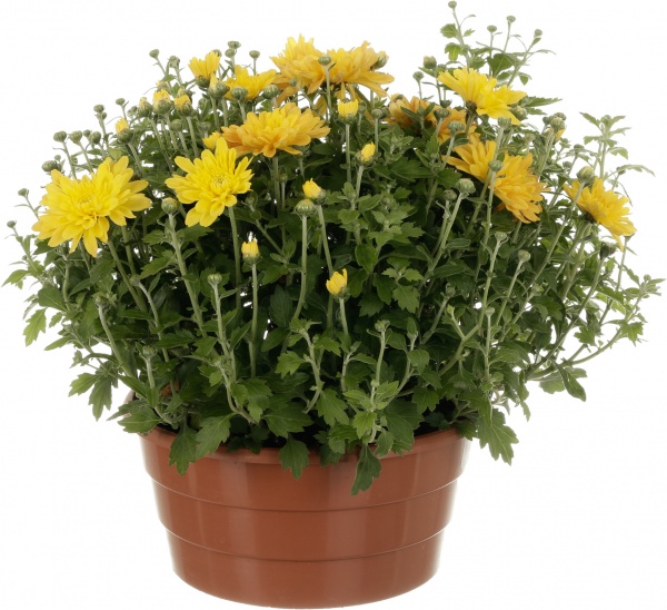 Рослина кімнатна Хризантема шар мікс 19/30