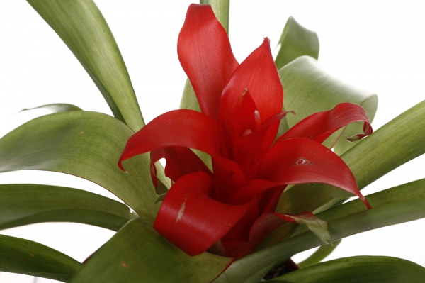 Рослина Гузмания 09/15 Минор