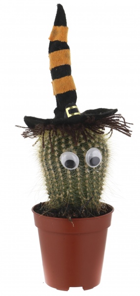 Растение Кактус в хелоуин шляпе 6/8