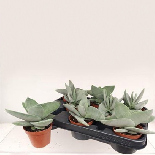 Растение Крассула 08х15 Boomerang