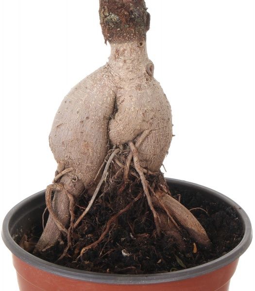 Растение Бонсай 23х55 см