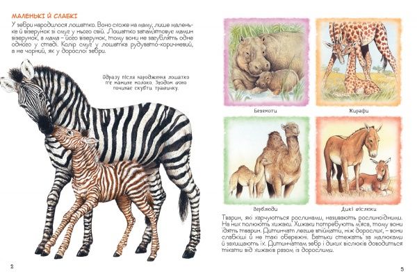 Книга «Мами і малюки. Дивовижний світ тварин» 978-966-98505-9-1