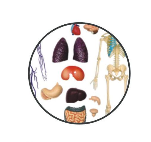 Объемная анатомическая модель 4D Master Тело человека прозрачное FM-626204