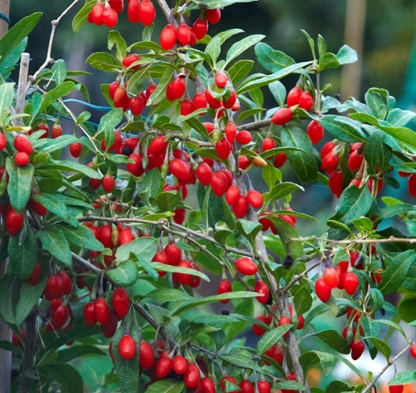 Растение Дереза обычная/Lycium barbarum С3/Н 30-40