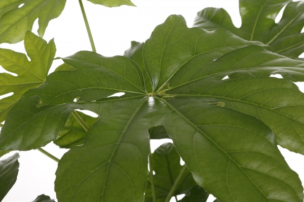 Растение комнатное Фатсия японская 17/70