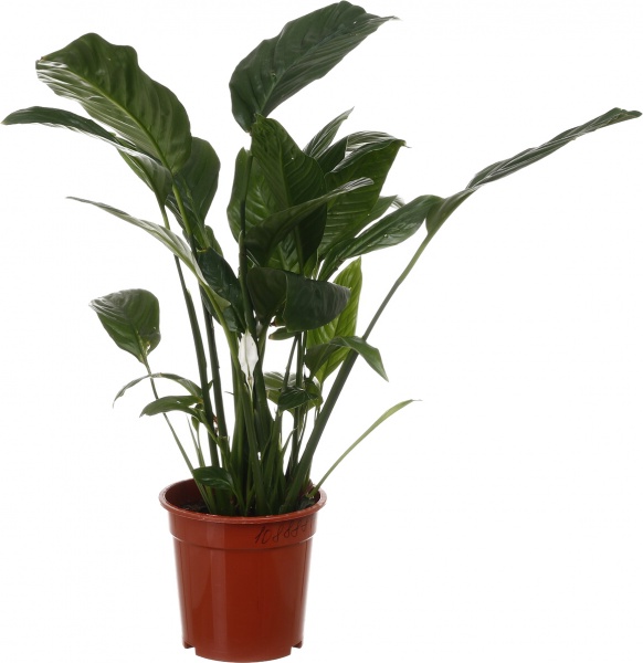 Растение Спатифиллум Свит промо d19/h80