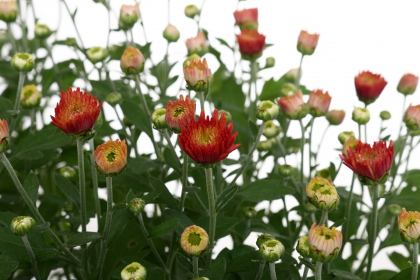 Растение комнатное хризантема d17