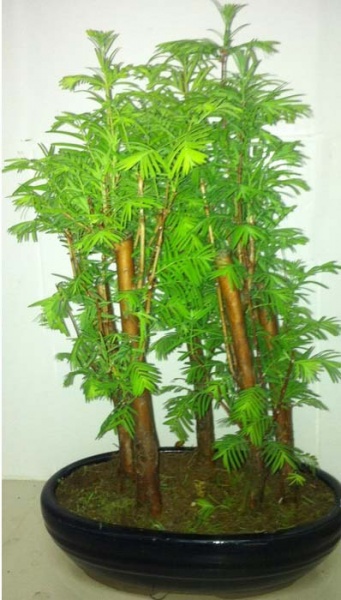 Рослина Матесеквоя бонсай d15/h30