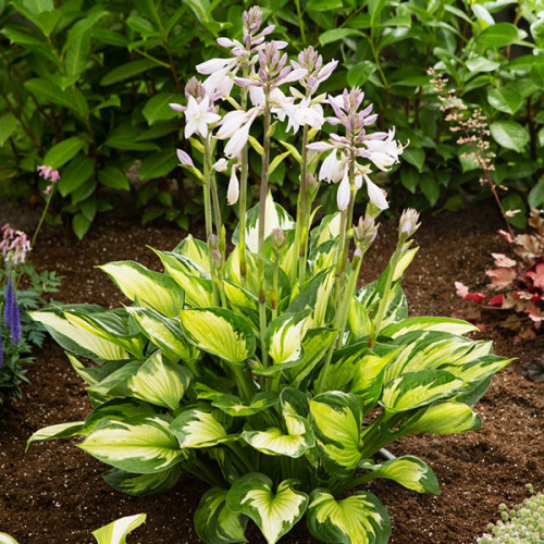 Корневище Яскрава Хоста Colored Hulk 