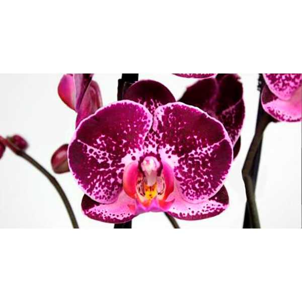 Растение Фаленопсис Супер микс 12х65/70 см