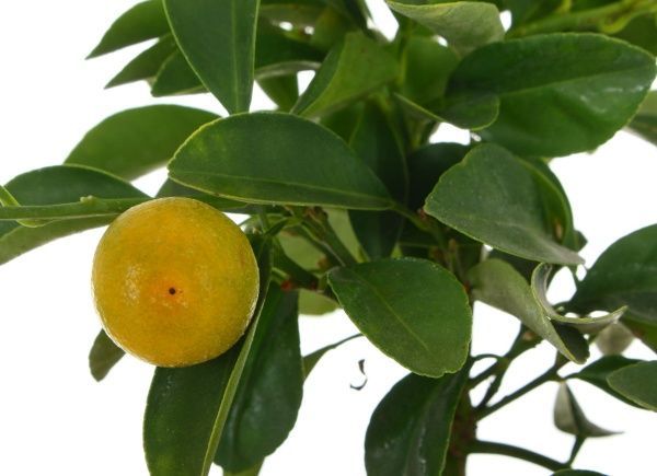 Растение комнатное Цытрус 12х35 см