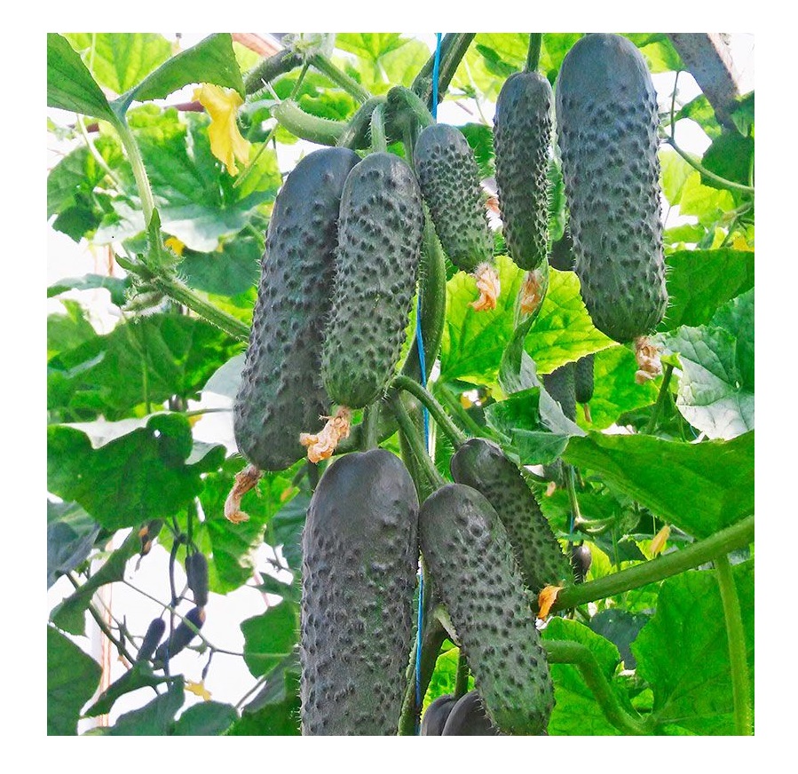 Насіння Професійне насіння огірок Мадрілен F1 10 шт. (4820176698117)