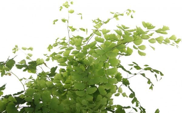 Растение комнатное Адиантум 12x35 см