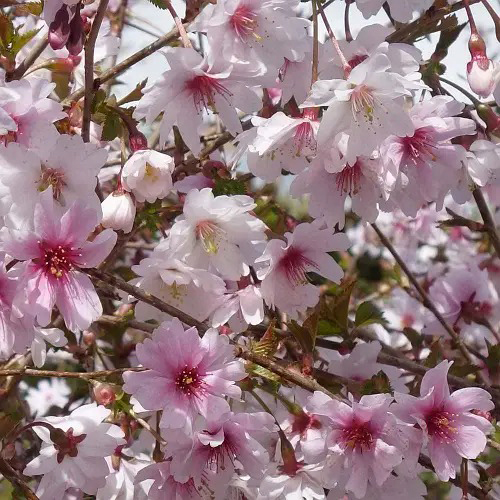 Растение Сакура кустовая Микинори / Prunus incisa 'Mikinori' С7.5 /Н 100-120