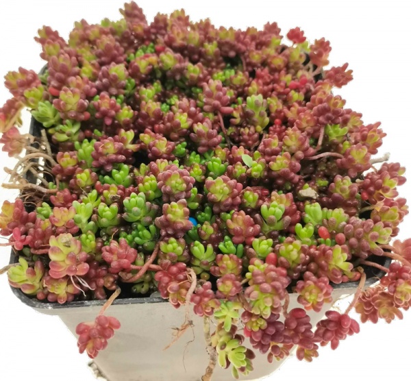 Растение Очиток белый Coral Carpet С1