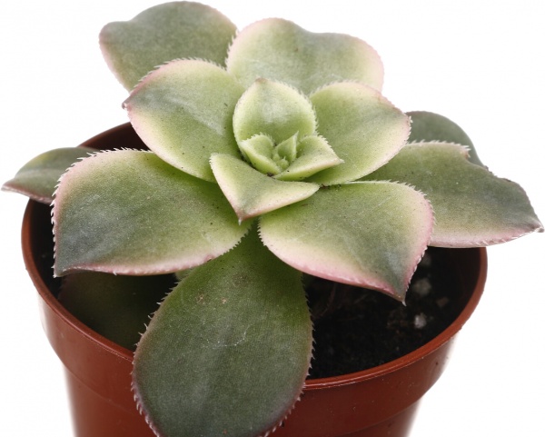 Рослина кімнатна Сукулент 5х8 см