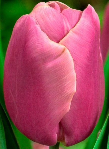 Цибулина Яскрава тріумф Holland Beauty 3 шт. 