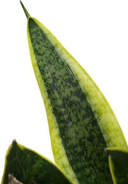 Растение Сансевиерия 9х25 см