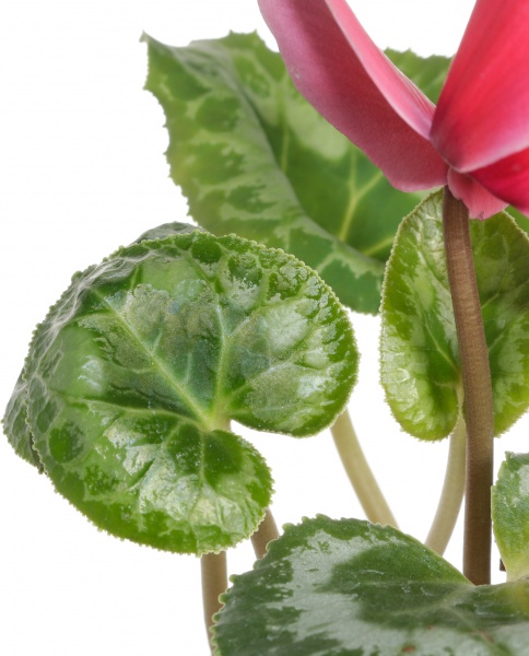 Растение цикламен d12