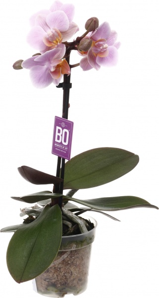 Растение комнатное Фаленопсис мини микс 6х20 см 1 ствол