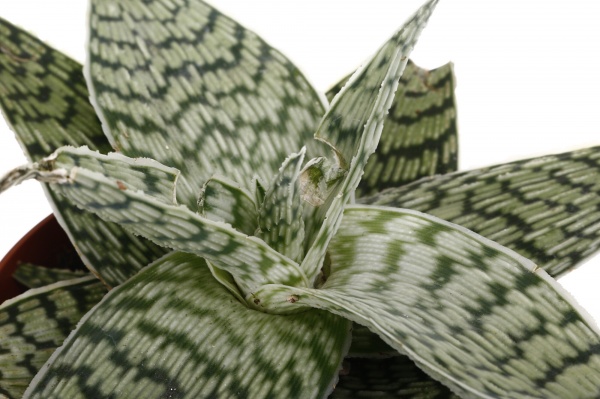 Растение Алоэ сортовое d13 h25