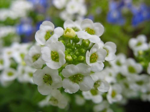 Растение Лобулария d9/h10