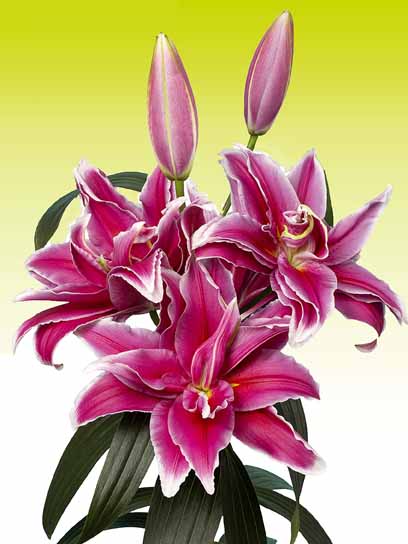 Цибулина VWS EXPORT – IMPORT OF FLOWERBULBS B.V. лілії повної східної Фабіен 1 шт. 