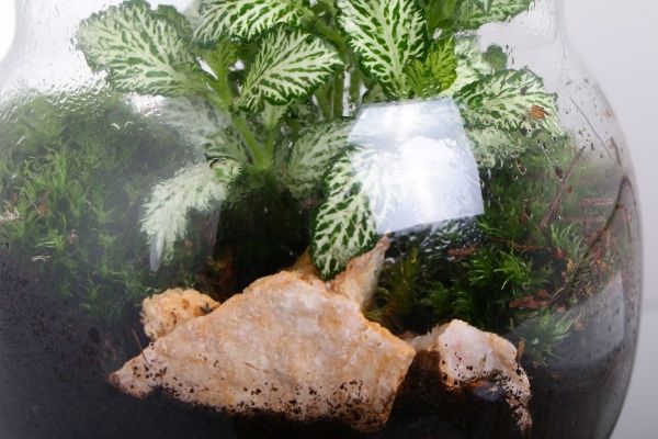 Террариум в бутылке 16х20 см