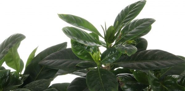 Растение Гардения jasminoides 13х25 см