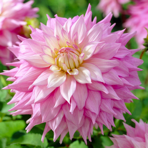 Корнеклубень Яскрава Георгина Sir Alf Ramsey 