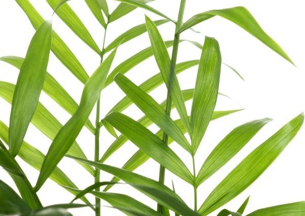 Растение Хамидорея 09х20 см