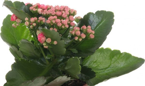 Растение Каланхоэ микс d12