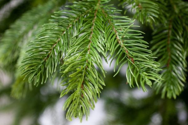 Елка искусственная Дана-150 литая хвоя зеленый 