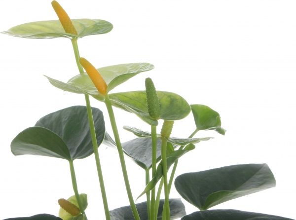 Растение Антуриум 10х45 см