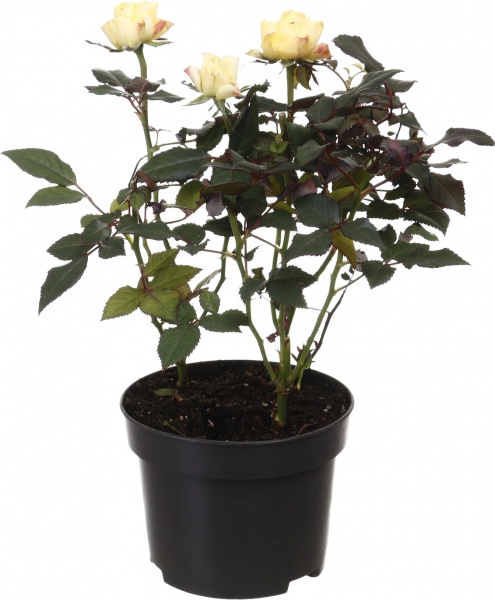 Растение комнатное Гербера микс 12/25