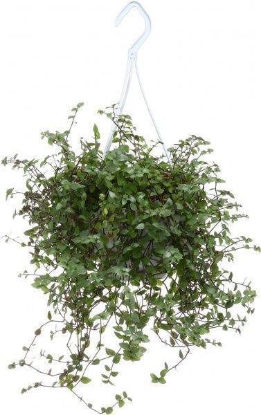 Растение Кализия 12х20 см