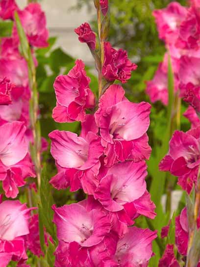 Клубнелуковица гладиолуса Ферритейл Пинк 3 шт. 