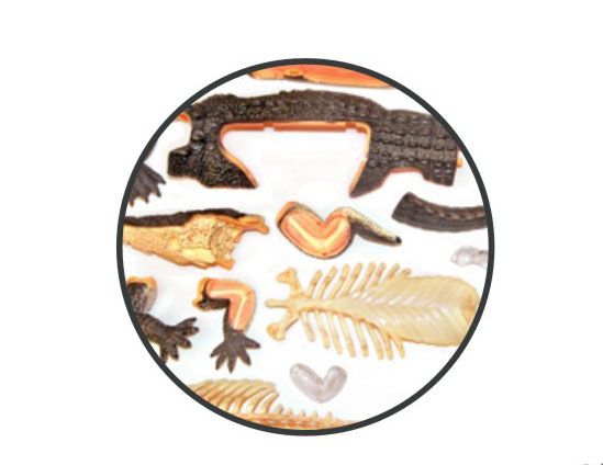 Объемная анатомическая модель 4D Master Крокодил FM-622034