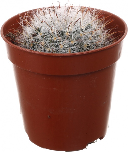 Рослина кімнатна Кактус мікс 5х10 см