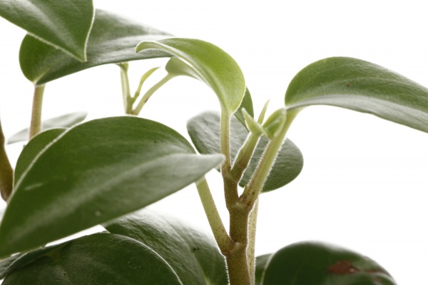 Рослина кімнатна Плантмікс 09//20