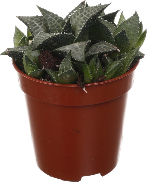 Рослина кімнатна Хавортія мікс 6х10 см