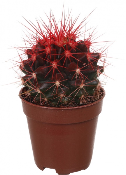 Растение Eхинокактус колор d5,5/h8