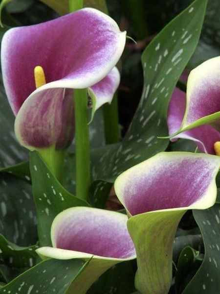 Клубень каллы Пикассо 1 шт. 